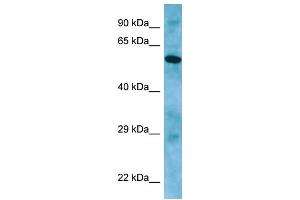 WB Suggested Anti-APLF Antibody Titration: 1. (APLF anticorps  (C-Term))