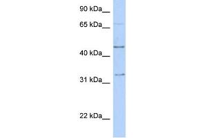 WB Suggested Anti-TFAP2B Antibody Titration:  0.