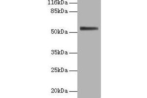 Western blot All lanes: ALPI antibody at 2 μg/mL + 293T whole cell lysate Secondary Goat polyclonal to rabbit IgG at 1/10000 dilution Predicted band size: 57 kDa Observed band size: 57 kDa
