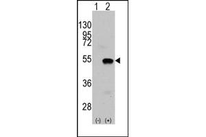 Image no. 1 for anti-SET and MYND Domain Containing 2a (SMYD2A) (N-Term) antibody (ABIN356582) (SMYD2A anticorps  (N-Term))