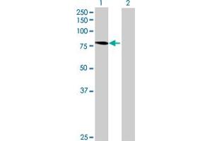 Western Blot analysis of NUB1 expression in transfected 293T cell line by NUB1 MaxPab polyclonal antibody. (NUB1 anticorps  (AA 1-601))
