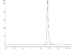 The purity of Cynomolgus PVRIG is greater than 95 % as determined by SEC-HPLC. (PVRIG Protein (AA 41-171) (His tag))