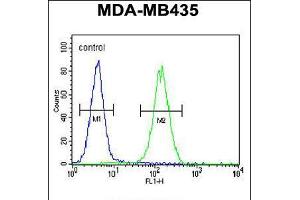 Flow cytometric analysis of MDA-MB435 cells (right histogram) compared to a negative control cell (left histogram). (SMYD4 anticorps  (C-Term))