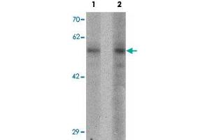 Western blot analysis of NIH/3T3 cell lysate with BMP15 polyclonal antibody  at (1) 1 and (2) 2 ug/mL. (BMP15 anticorps  (N-Term))