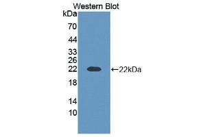 Western Blotting (WB) image for anti-Contactin 2 (Axonal) (CNTN2) (AA 604-771) antibody (ABIN1858438)