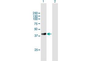 Western Blot analysis of GRAP2 expression in transfected 293T cell line by GRAP2 MaxPab polyclonal antibody. (GRAP2 anticorps  (AA 1-330))