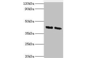 Western blot All lanes: COPS4 antibody at 8 μg/mL Lane 1: Hela whole cell lysate Lane 2: HepG2 whole cell lysate Secondary Goat polyclonal to rabbit IgG at 1/10000 dilution Predicted band size: 47, 41 kDa Observed band size: 47 kDa (COPS4 anticorps  (AA 1-310))