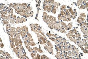 Image no. 1 for anti-Chloride Channel CLIC-Like 1 (CLCC1) (AA 121-170) antibody (ABIN205069)