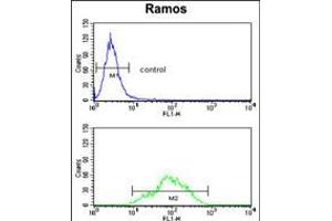 Flow cytometry analysis of Ramos cells (bottom histogram) compared to a negative control cell (top histogram). (ETFDH anticorps  (N-Term))