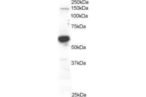 ABIN184690 staining (0. (RACGAP1 anticorps  (C-Term))