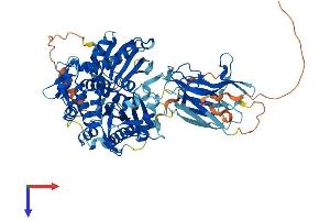 AlphaFold protein structure predicition of Human Recombinant HSPA12B Protein, UniprotID Q96MM6