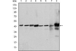 Western blot analysis using MAPK3 mouse mAb against Hela (1), Jurkat (2), RAW264. (ERK1 anticorps)