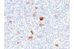 SDS-PAGE Analysis Purified Bcl-x Mouse Monoclonal Antibody (BCL2L1/2406).