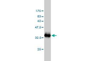 Western Blot detection against Immunogen (33.