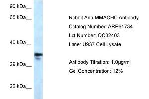 Western Blotting (WB) image for anti-Methylmalonic Aciduria (Cobalamin Deficiency) CblC Type, with Homocystinuria (MMACHC) (C-Term) antibody (ABIN2788885) (MMACHC anticorps  (C-Term))
