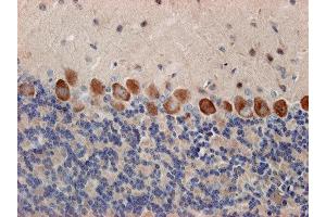 Immunostaining of paraffin embedded sections from mouse cerebellum (dilution 1 : 500). (Syntaxin 12/13 (AA 1-250) anticorps)