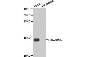 Western blot analysis of extracts of HeLa cell line and H4 protein expressed in E. (Histone 3 anticorps  (3meLys20))