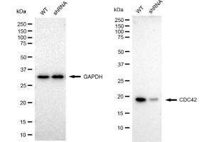 Western blotting analysis using CDC42 antibody (ABIN7798013). (Recombinant CDC42 anticorps)
