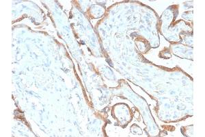 Formalin-fixed, paraffin-embedded human Placenta stained with EGFR-Monospecific Recombinant Rabbit Monoclonal Antibody (GFR/2968R).