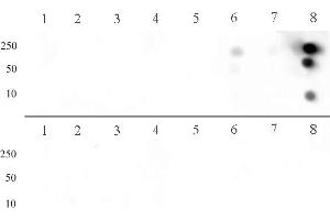 Histone H3 dimethyl Arg8 asymmetric pAb tested by dot blot analysis.