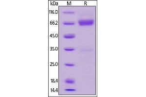 Human TSLP R, Fc Tag on  under reducing (R) condition. (CRLF2 Protein (AA 25-231) (Fc Tag))