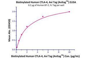 Immobilized Human B7-2, Fc Tag  with a linear range of 0. (CD86 Protein (CD86) (AA 26-247) (Fc Tag))