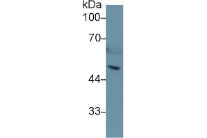 Western Blot; Sample: Mouse Serum; Primary Ab: 1µg/ml Rabbit Anti-Mouse HPA Antibody Second Ab: 0. (HPSE anticorps  (AA 27-101))