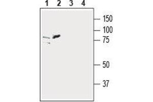 Western blot analysis of human SH-SY5Y (lanes 1 and 3) and human K562 chronic myelogenous leukemia (lanes 2 and 4) cell line lysates: - 1,2.
