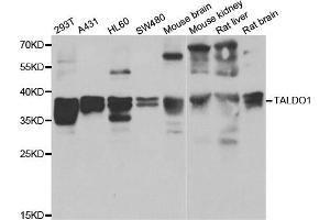 Western blot analysis of extracts of various cell lines, using TALDO1 antibody. (TALDO1 anticorps)