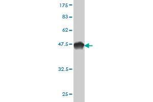 Western Blot detection against Immunogen (44.
