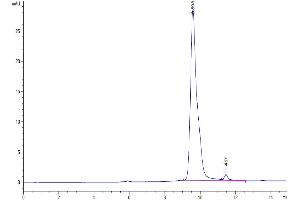 The purity of SARS-CoV-2 3CLpro (S144A) is greater than 95 % as determined by SEC-HPLC. (SARS-Coronavirus Nonstructural Protein 8 (SARS-CoV NSP8) (S144A) Protéine)
