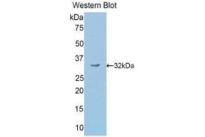 Western Blotting (WB) image for anti-Secretogranin II (SCG2) (AA 342-609) antibody (ABIN1176499) (SCG2 anticorps  (AA 342-609))