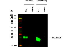 anti-MHC Class II HLA-DP/DR (HLA-DP/DR) antibody