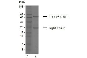 SDS-PAGE analysis of purified YD-9H8 monoclonal antibody. (Claudin 6/9 anticorps)