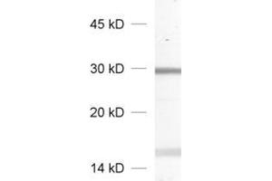 dilution: 1 : 1000, sample: crude synaptic vesicle fraction of rat brain (LP2) (RAB27A anticorps)