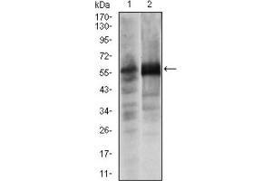 Western blot analysis using SOX9 antibody against Lovo (1) and SW620 (2) cell lysate. (SOX9 anticorps)