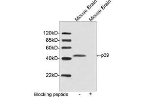 Western blot analysis of tissue lysate using p39 Antibody, pAb, Rabbit (ABIN399090, 2 µg/mL) The signal was developed with IRDyeTM 800 Conjugated Goat Anti-Rabbit IgG. (p39 (C-Term) anticorps)