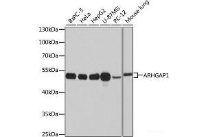 Western blot analysis of extracts of various cell lines using ARHGAP1 Polyclonal Antibody at dilution of 1:1000. (ARHGAP1 anticorps)