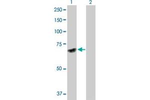 Western Blot analysis of DNAJC7 expression in transfected 293T cell line by DNAJC7 MaxPab polyclonal antibody.