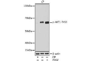 Western blot analysis of extracts of C6 cells, using Phospho--T450 Rabbit mAb (ABIN7271249) at 1:1000 dilution. (AKT1 anticorps  (pThr450))