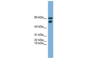WB Suggested Anti-ZNF765 Antibody Titration: 0. (ZNF765 anticorps  (N-Term))