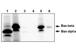 Image no. 1 for anti-BCL2-Associated X Protein (BAX) (AA 172-199), (Isoform beta) antibody (ABIN265017) (BAX anticorps  (Isoform beta))