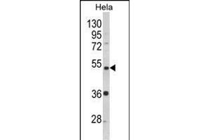 Western blot analysis of P2R2B Antibody (Center) (ABIN652541 and ABIN2842364) in Hela cell line lysates (35 μg/lane). (PPP2R2B anticorps  (AA 104-130))