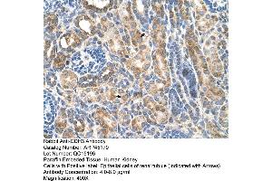 Human kidney (P-Cadherin anticorps  (N-Term))