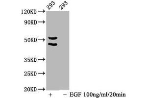 Western Blot Positive WB detected in 293 whole cell lysate(treated with EGF or not) All lanes Phospho-MAPK8/MAPK9/MAPK10 antibody at 1. (Recombinant MAPK8/MAPK9/MAPK1 (pThr183), (pThr183), (pThr221) anticorps)