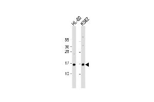 All lanes : Anti-SNRPD1 Antibody (Center) at 1:1000 dilution Lane 1: HL-60 whole cell lysate Lane 2: K562 whole cell lysate Lysates/proteins at 20 μg per lane.