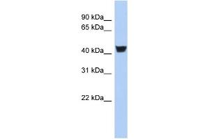 WB Suggested Anti-TH Antibody Titration:  0. (TH anticorps  (N-Term))
