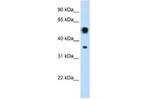 WB Suggested Anti-ASL Antibody Titration:  0.