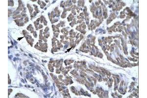 Image no. 1 for anti-Eyes Absent Homolog 3 (EYA3) (AA 277-326) antibody (ABIN6735802)