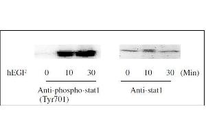 Western blot analysis of extracts from 100 ng/mL hEGF treated A431cells. (STAT1,STAT3,STAT5 Kit ELISA)